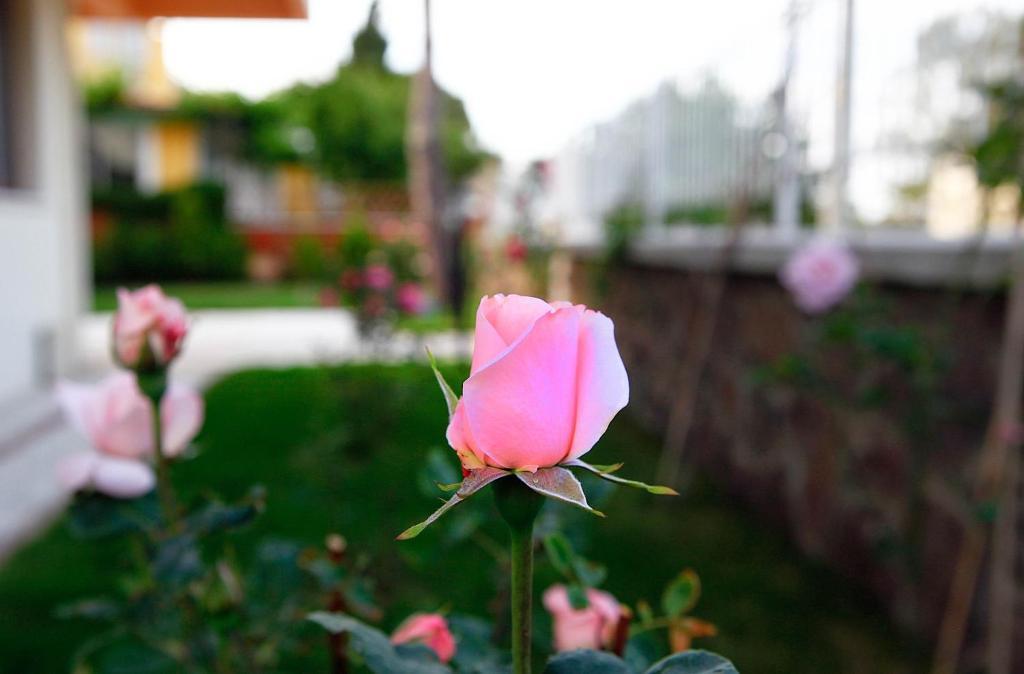 Villa Fokai Hotel Yenifoca Kültér fotó